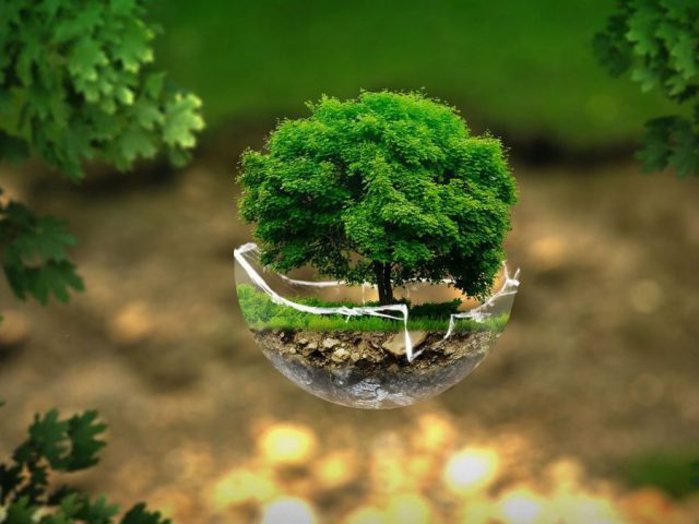 animacja komputerowa , zdjęcie artystyczne, drzewo rosnące w szklanej kuli, w tle trawnik i gleba