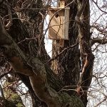 Budka lęgowa zawieszona na drzewie