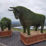 Rzeźby w kształcie byka i niedżwiedzia wykonane z żywej roślinności zasadzonej w doniczkach