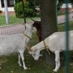 Powitanie lata w DPS Gorzyce, zagroda dla kóz