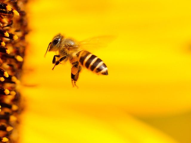 Pszczoła na tle kwiatu