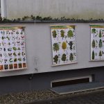 Plansze o tematyce przyrodniczej zawieszone na ścianach dziedzińca szkolnego
